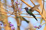 Swallow-tailed Hummingbird